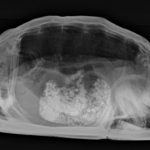 Radiografía de una tortuga