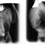 Radiografías de un yaco de cola roja. Proyecciones radiográficas con contraste de bario para resaltar los órganos cercanos